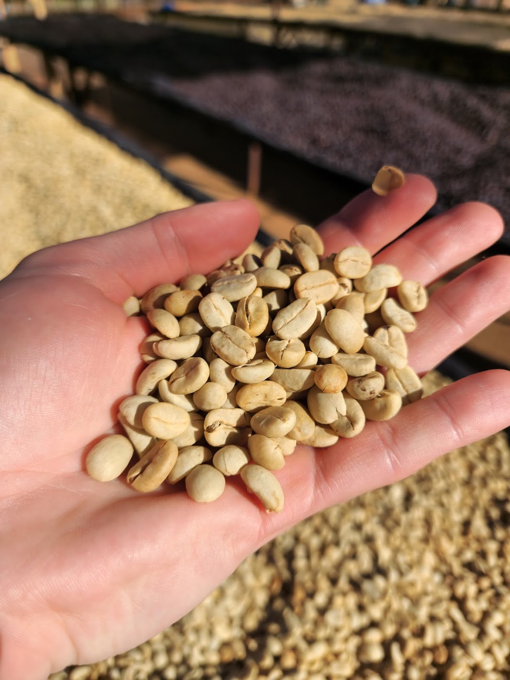 A handful of dark naturally-dried coffee in its husk