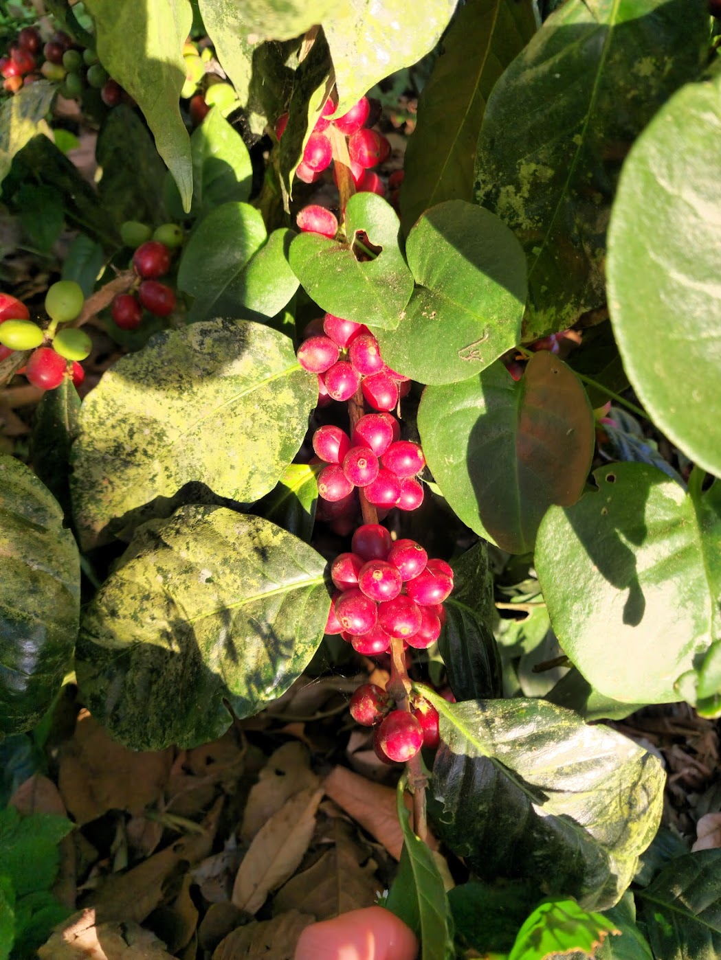 Ripe red coffee cherries clustered on the branch