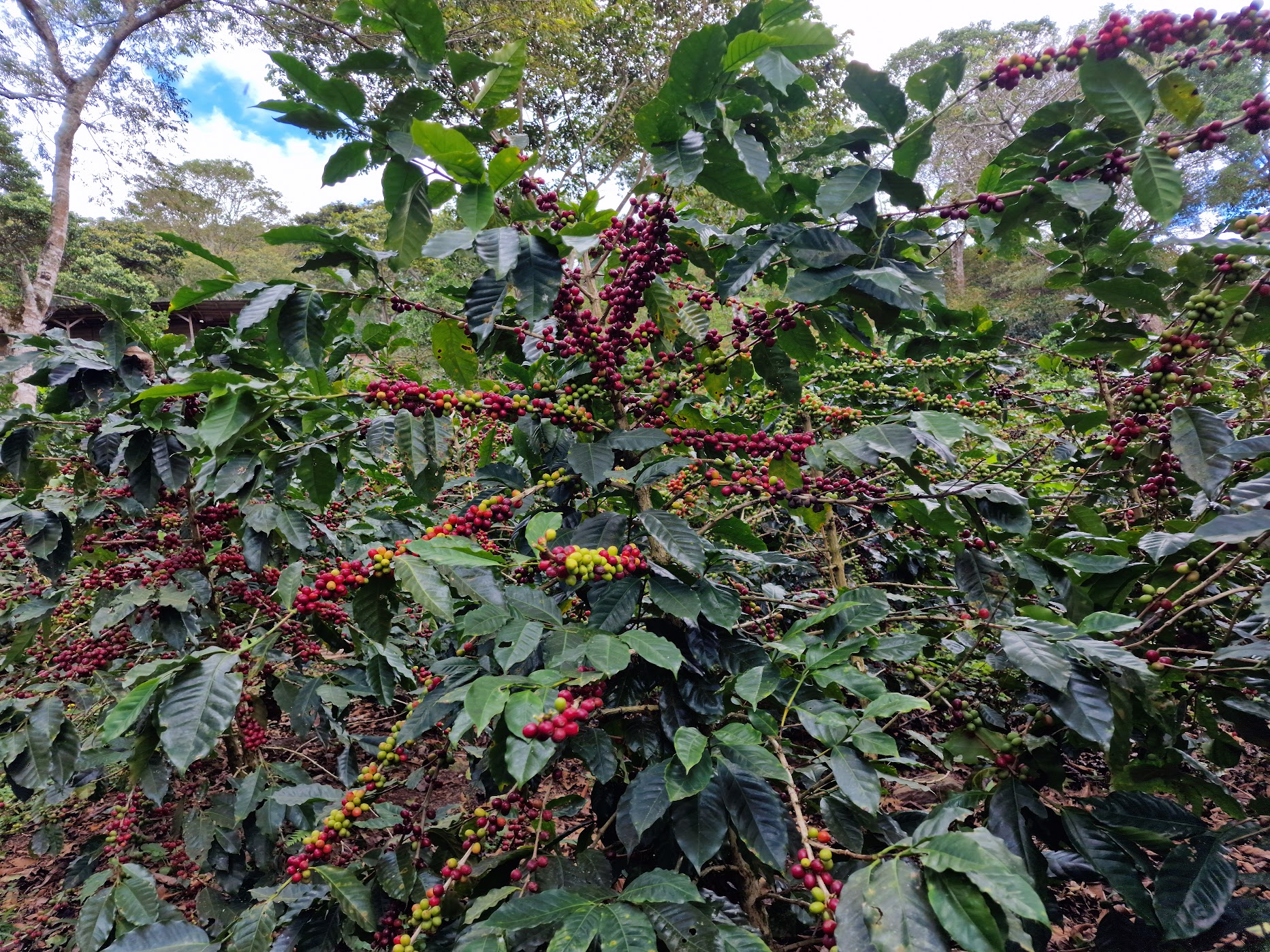 Coffee bushes heavy with ripening cherries under a blue sky