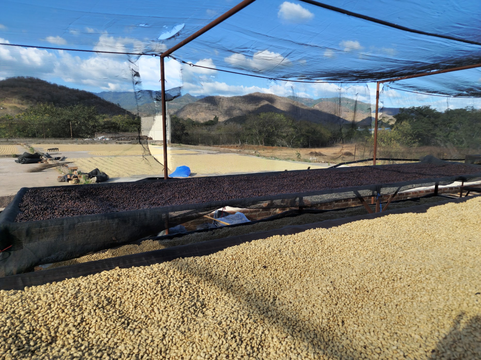 Coffee drying on a wide patio with hills behind